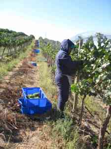 Picking Chardonnay, DuBrul Vineyard